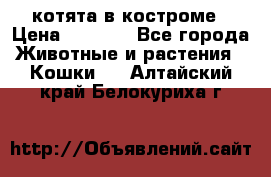 котята в костроме › Цена ­ 2 000 - Все города Животные и растения » Кошки   . Алтайский край,Белокуриха г.